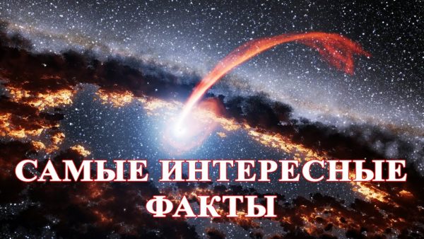 Интересные факты обо всем